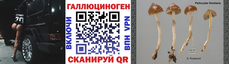 магазин продажи   Багратионовск  Псилоцибиновые грибы GOLDEN TEACHER 